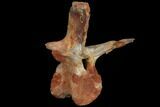 Spinosaurus Cervical (Neck) Vertebrae - Kem Kem Beds #110485-6